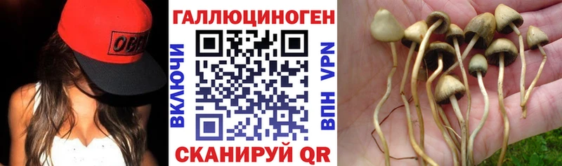 цена наркотик  Нальчик  OMG ссылки  Псилоцибиновые грибы Psilocybe 