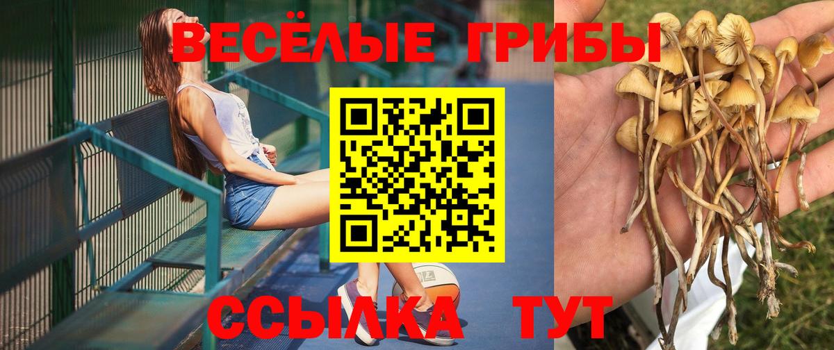Псилоцибиновые грибы Cubensis Нальчик